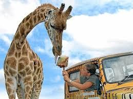West Midland Safari Park